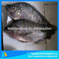 G & S whole round frozen tilapia fish from best season